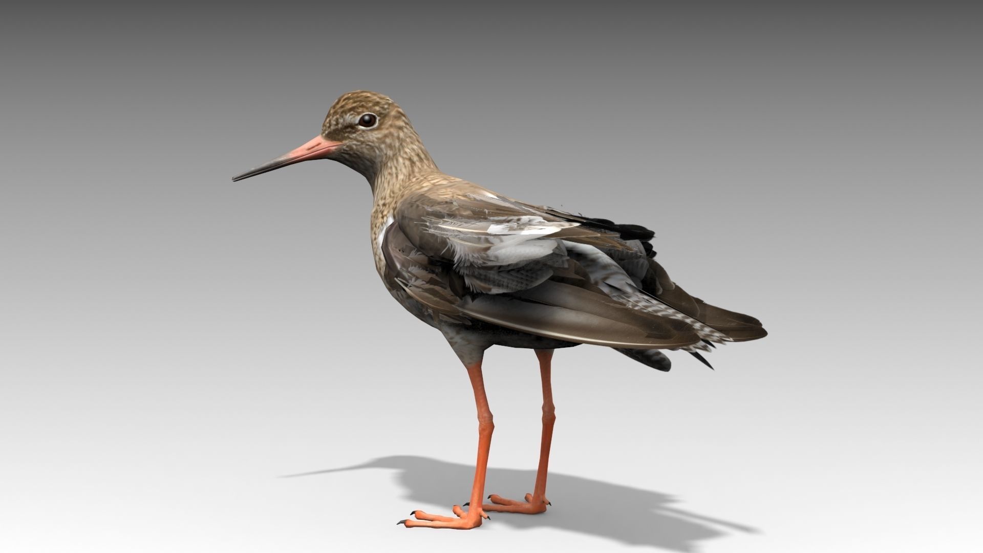 Redshank sandpiper Low-poly 3D model_2