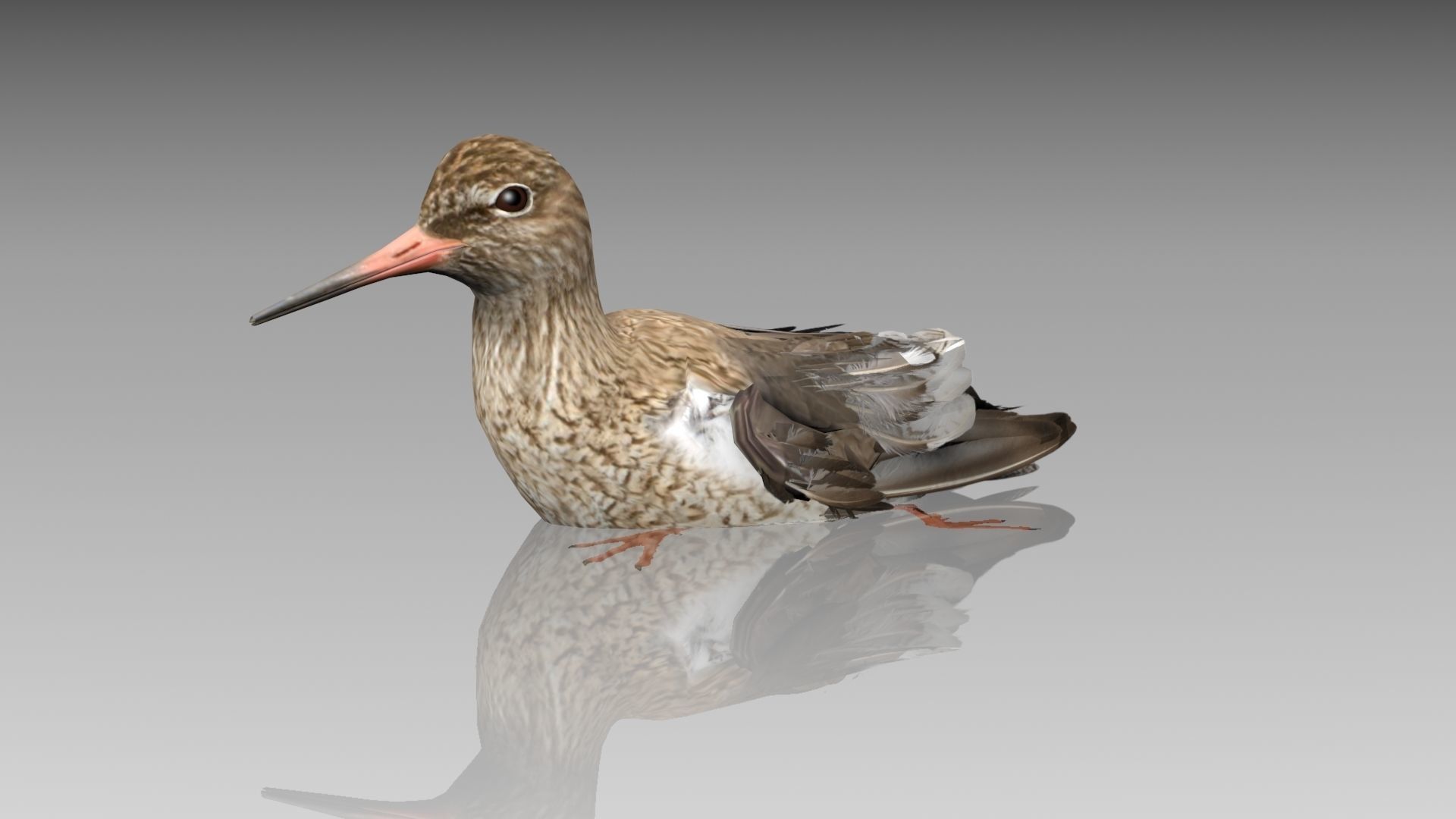 Redshank sandpiper Low-poly 3D model_10