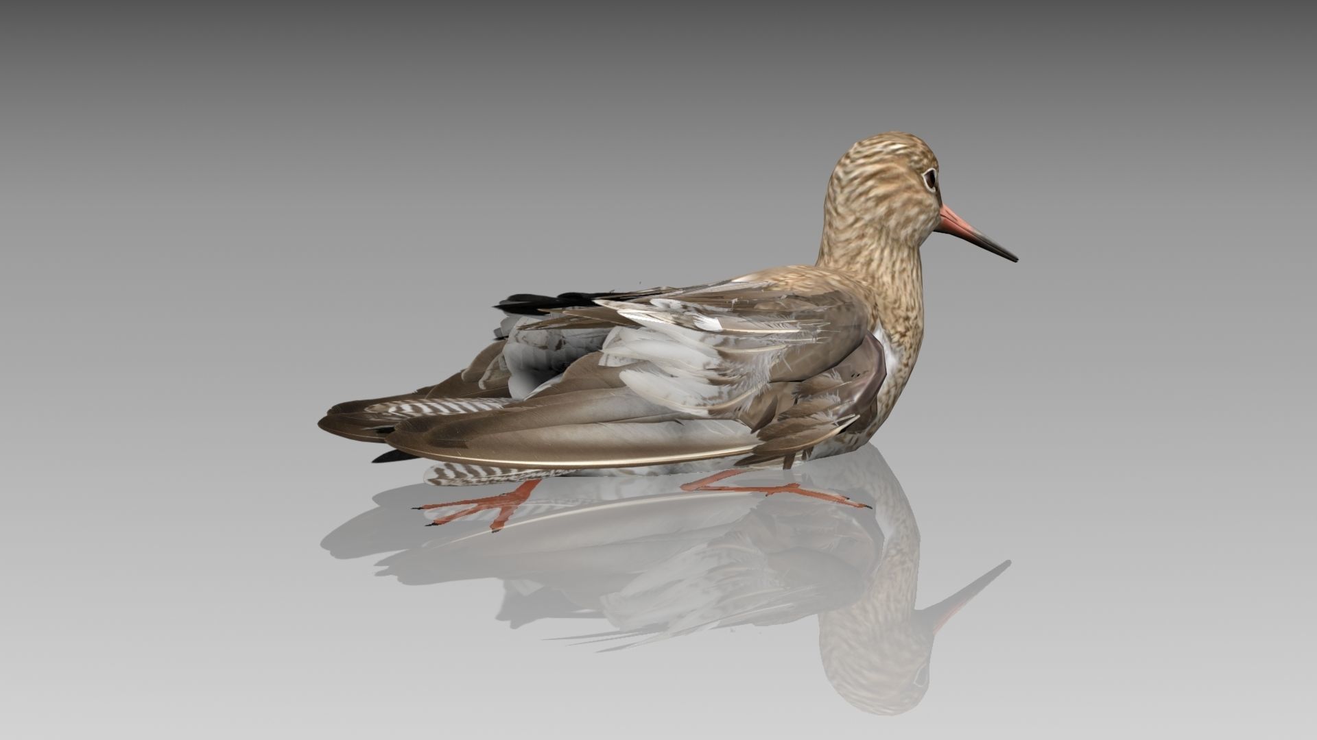 Redshank sandpiper Low-poly 3D model_11