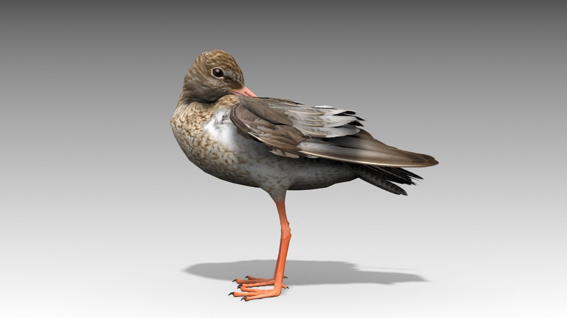 Redshank sandpiper Low-poly 3D model_3