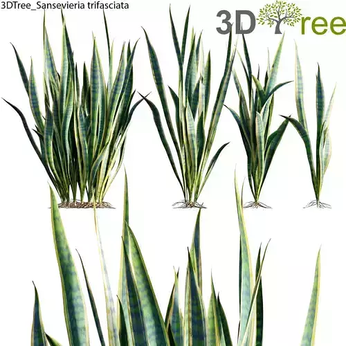 Sansevieria trifasciata 01 Low-poly 3D model