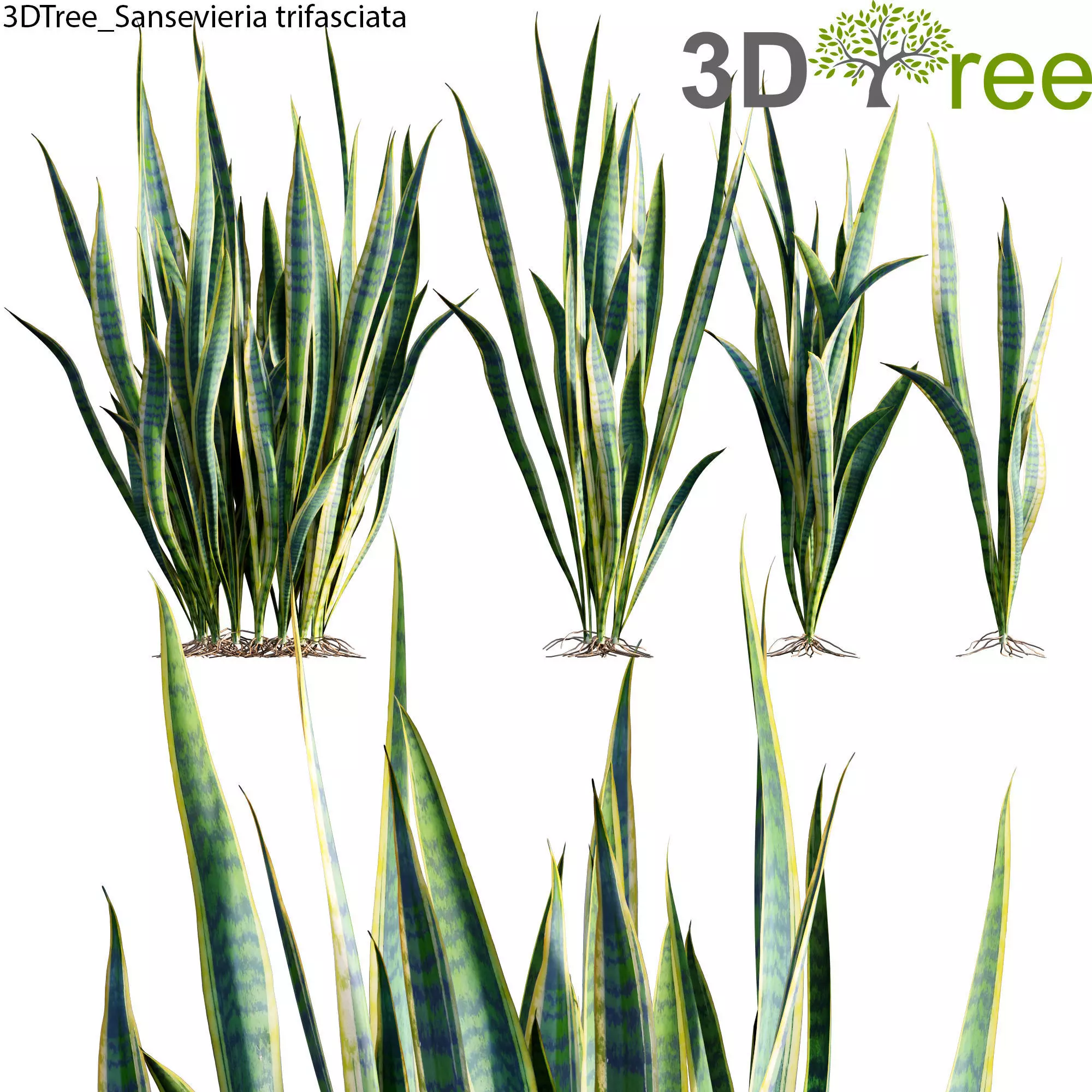 Sansevieria trifasciata 01 Low-poly 3D model_0
