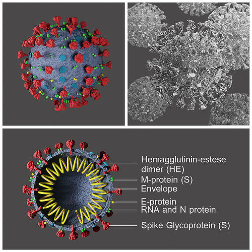 Covid-19  Coronavirus 3D model