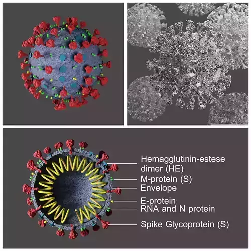 Covid-19  Coronavirus 3D model