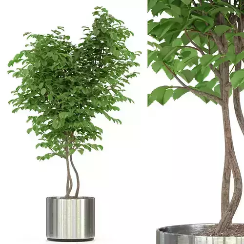 Plants collection 244