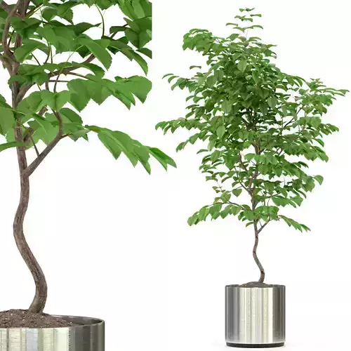 Plants collection 245