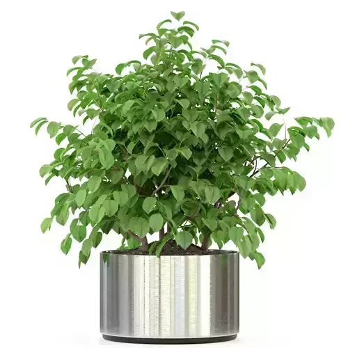 Plants collection 246