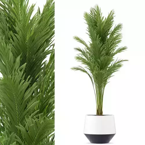 Plants collection 247