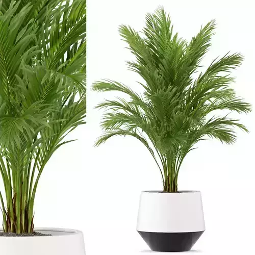 Plants collection 248