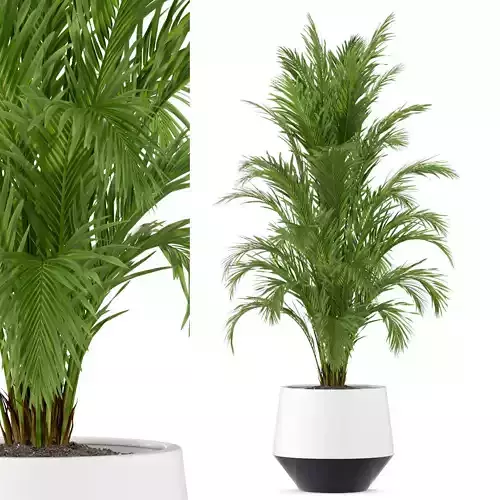 Plants collection 248