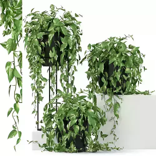 Plants collection 250