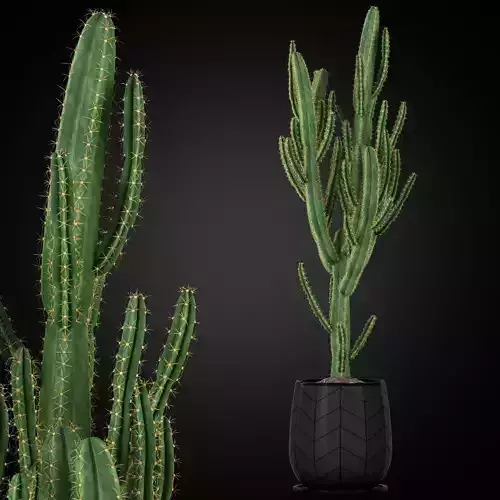 Plants collection 251