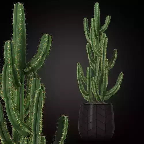 Plants collection 252