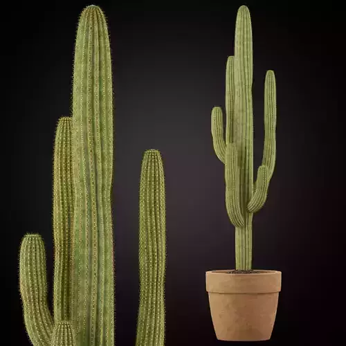 Plants collection 253