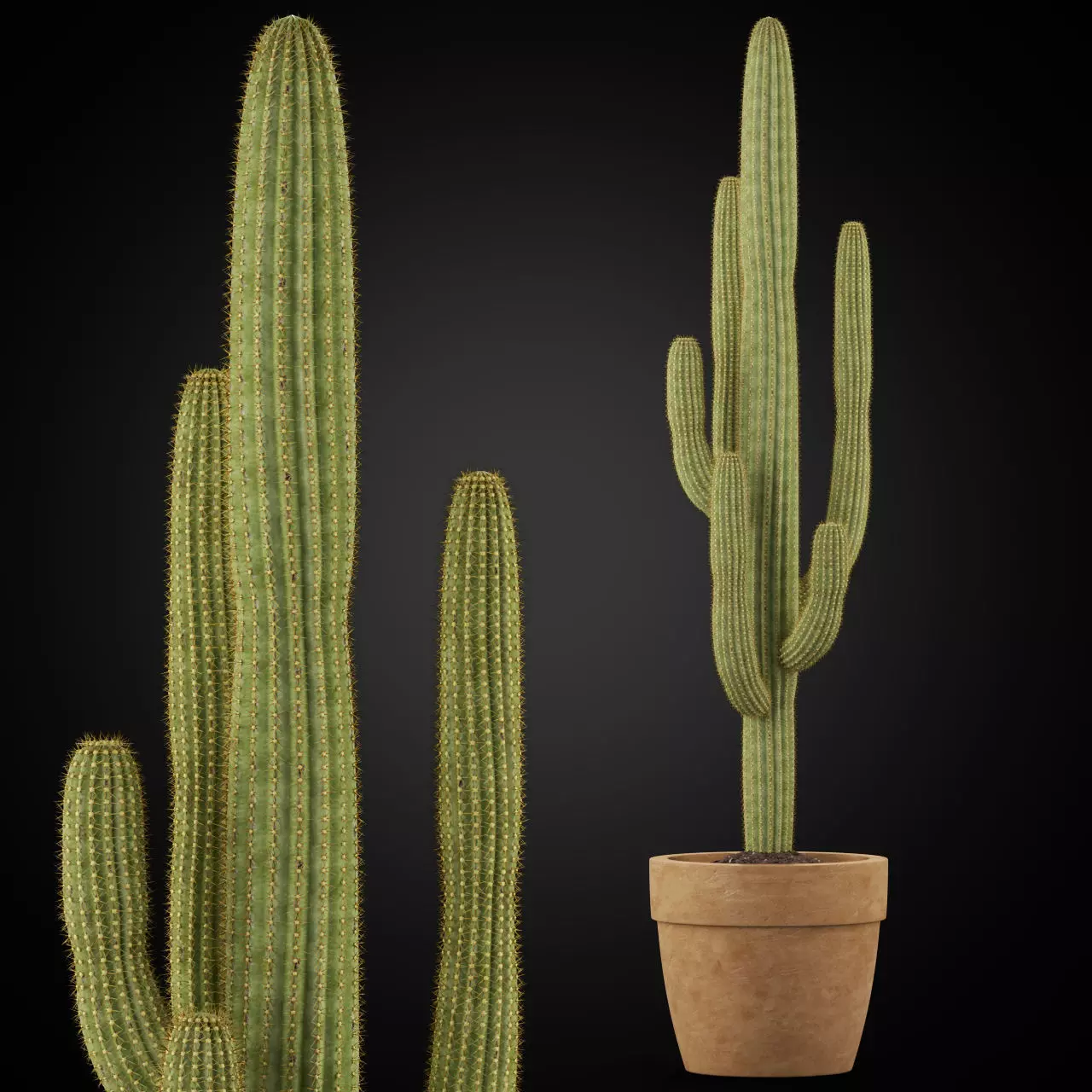 Plants collection 253 3D model