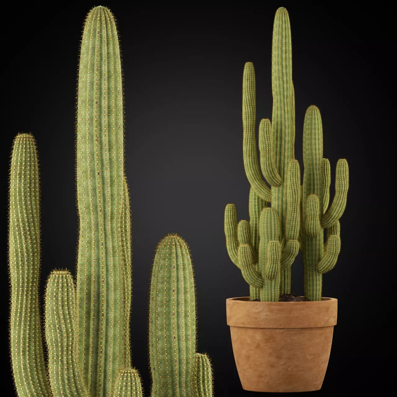 Plants collection 254 3D model