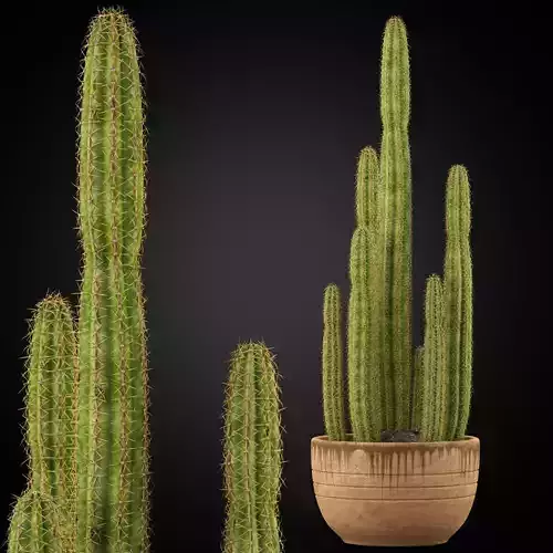 Plants collection 255