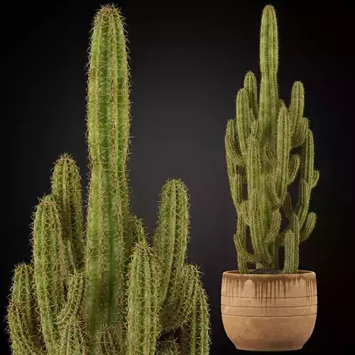 Plants collection 256