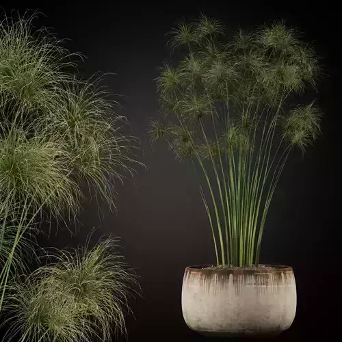 Plants collection 257