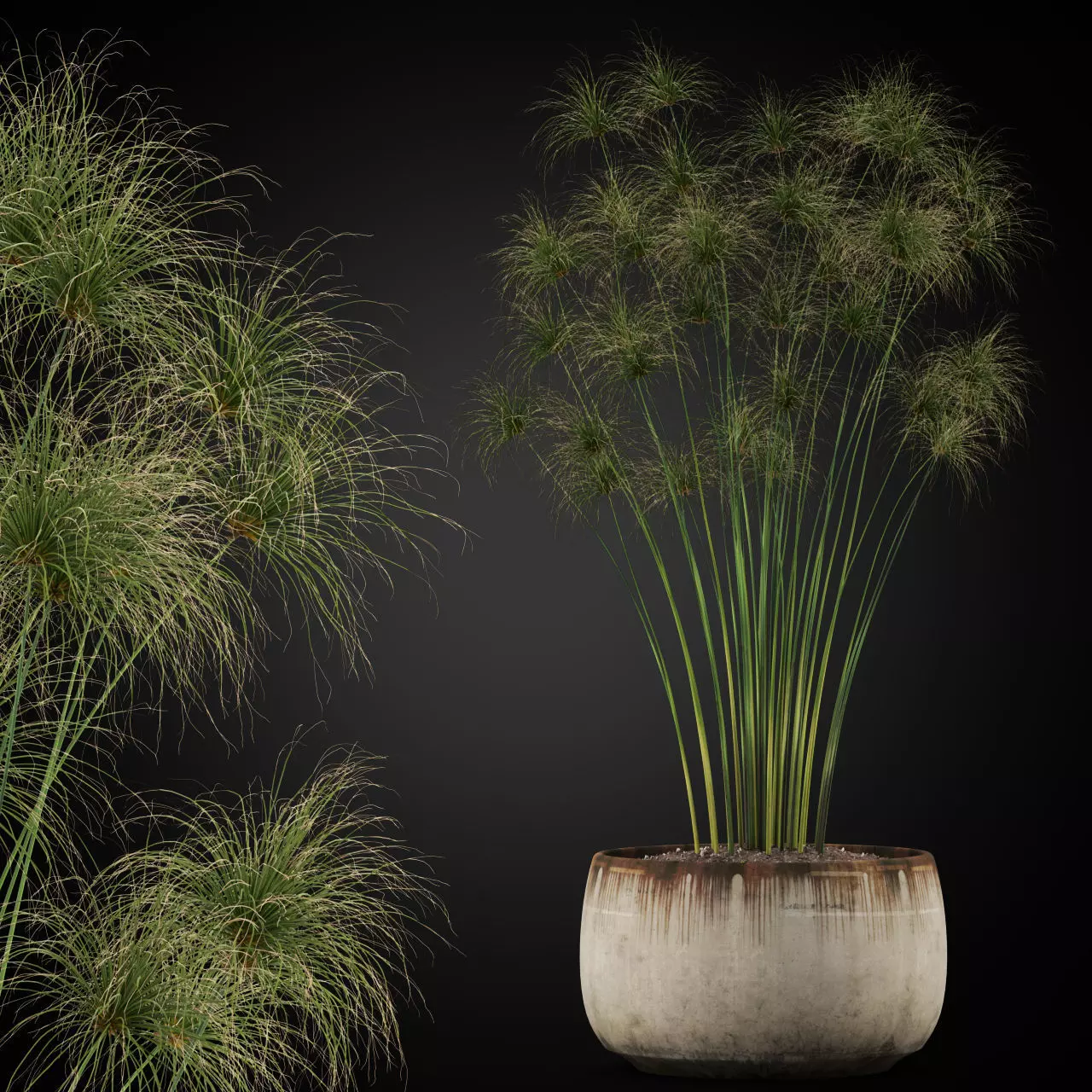 Plants collection 257 3D model
