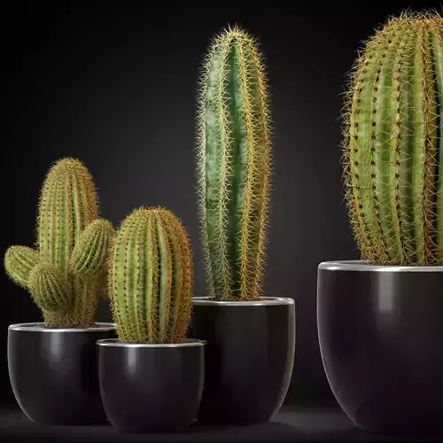 Plants collection 258 3D model