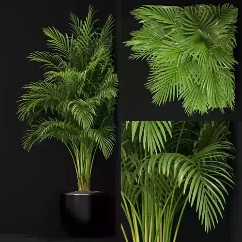 Plants collection 259