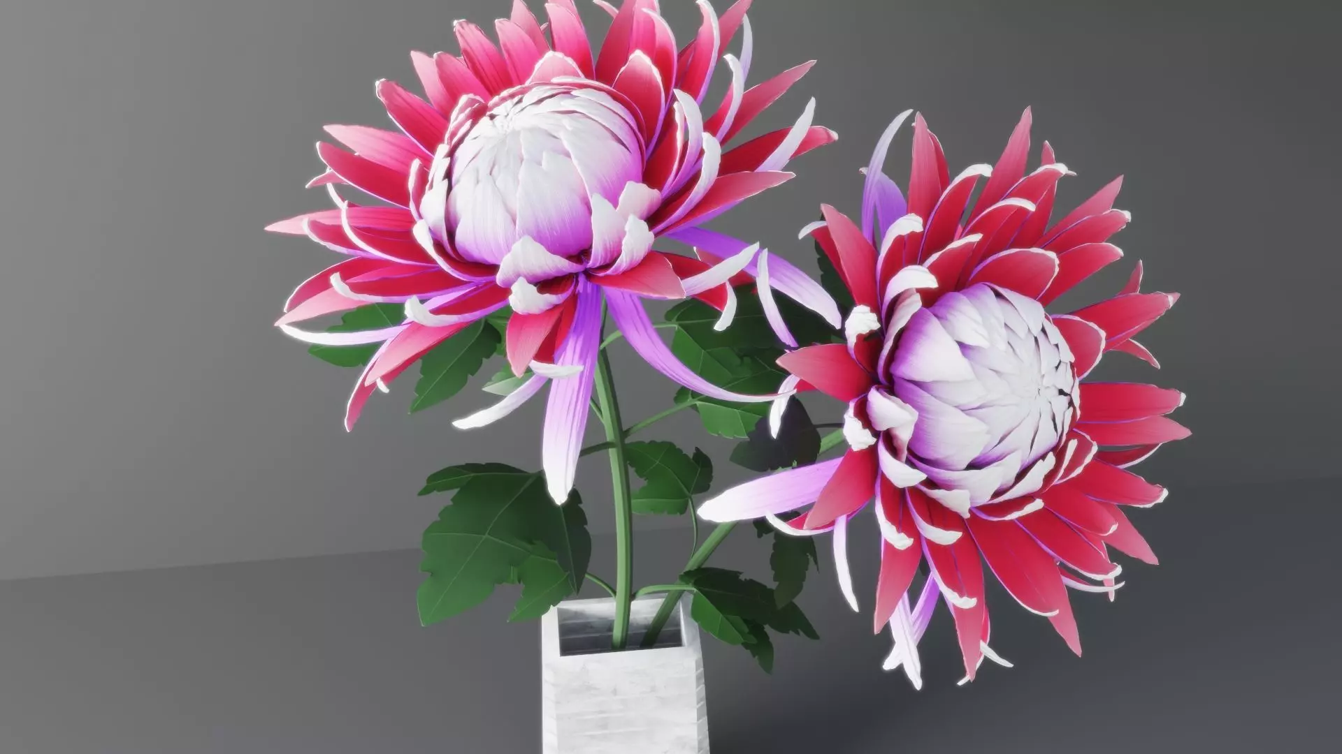 Chrysanthemum Flower 3D model_0