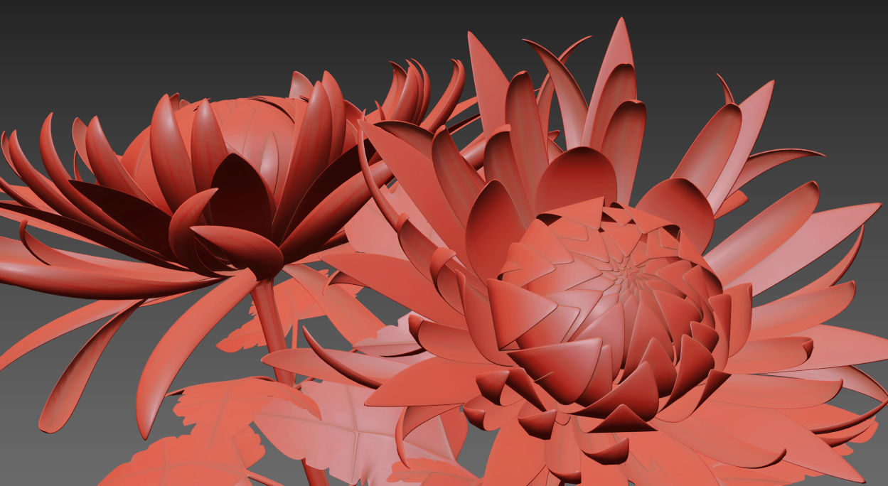 Chrysanthemum Flower 3D model_5