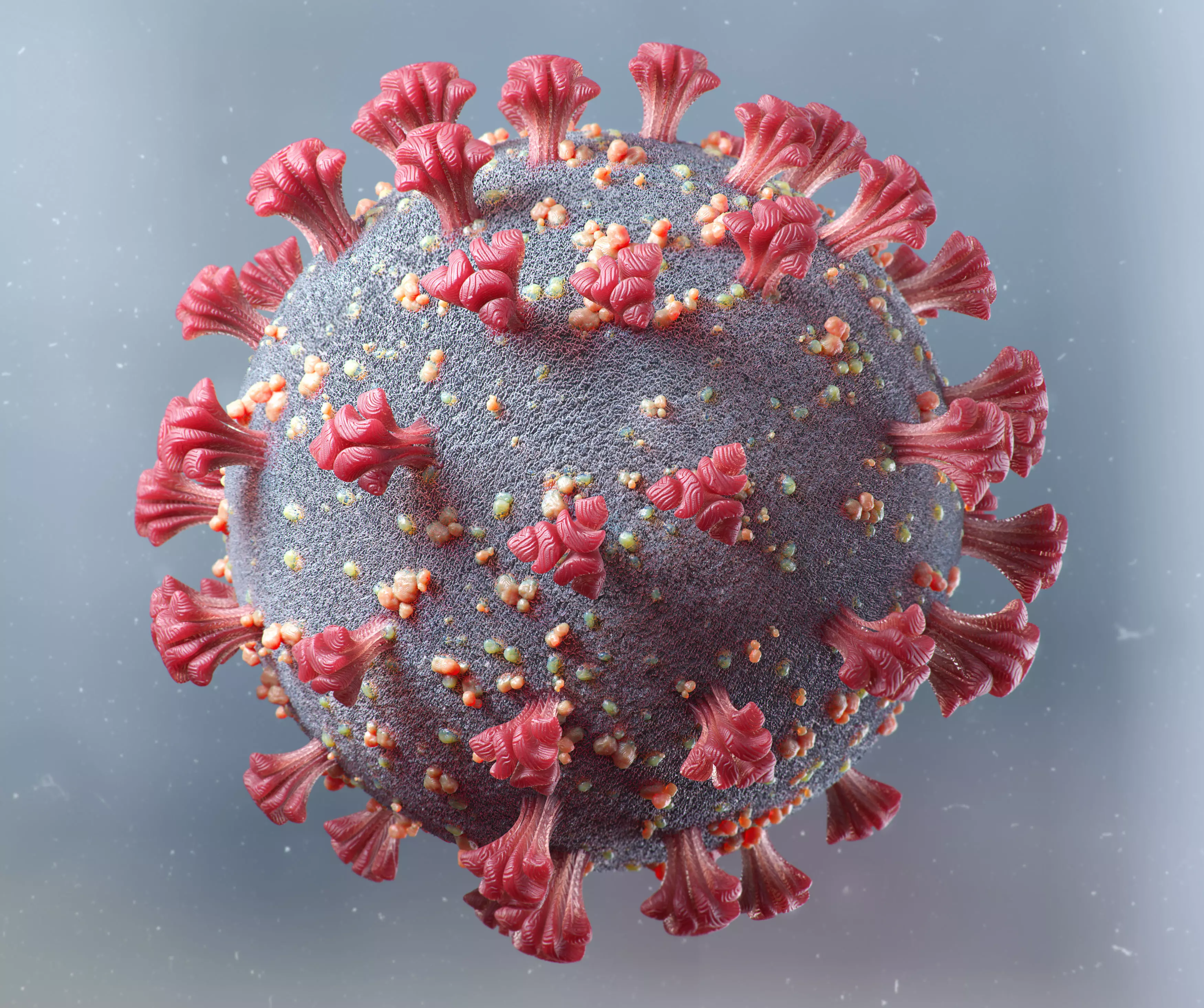 Corona Virus- COVID-19 3D model_0