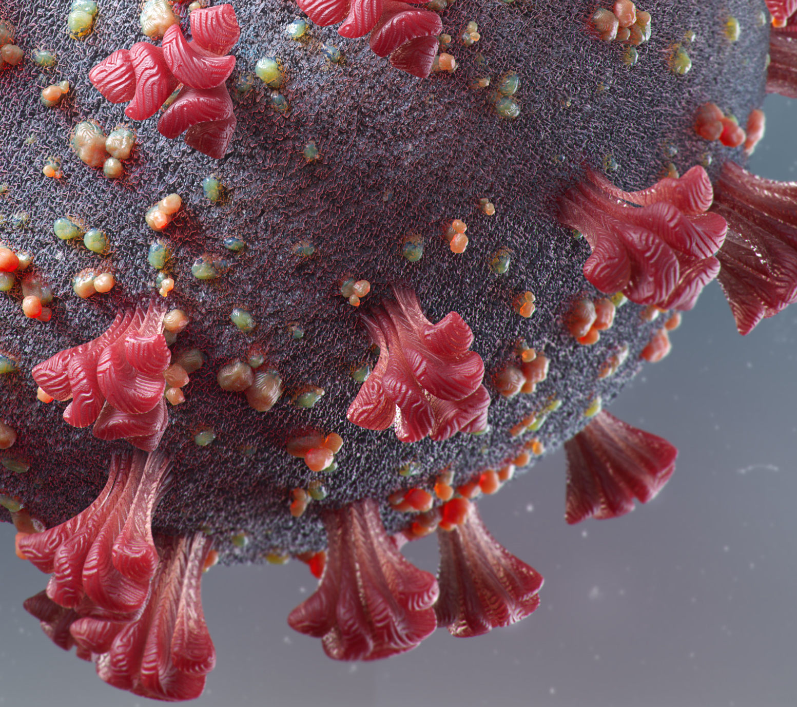 Corona Virus- COVID-19 3D model_1