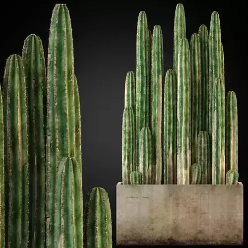 Plants collection 260