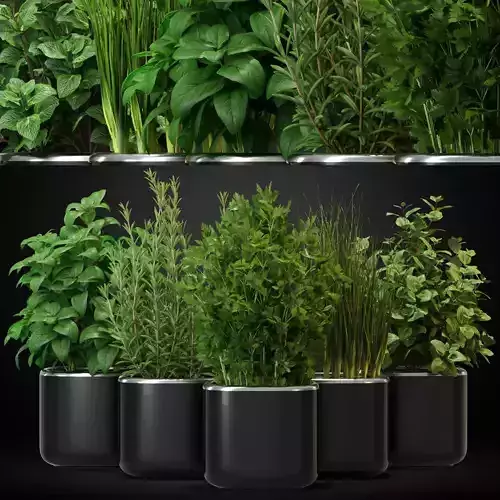 Plants collection 261 3D model
