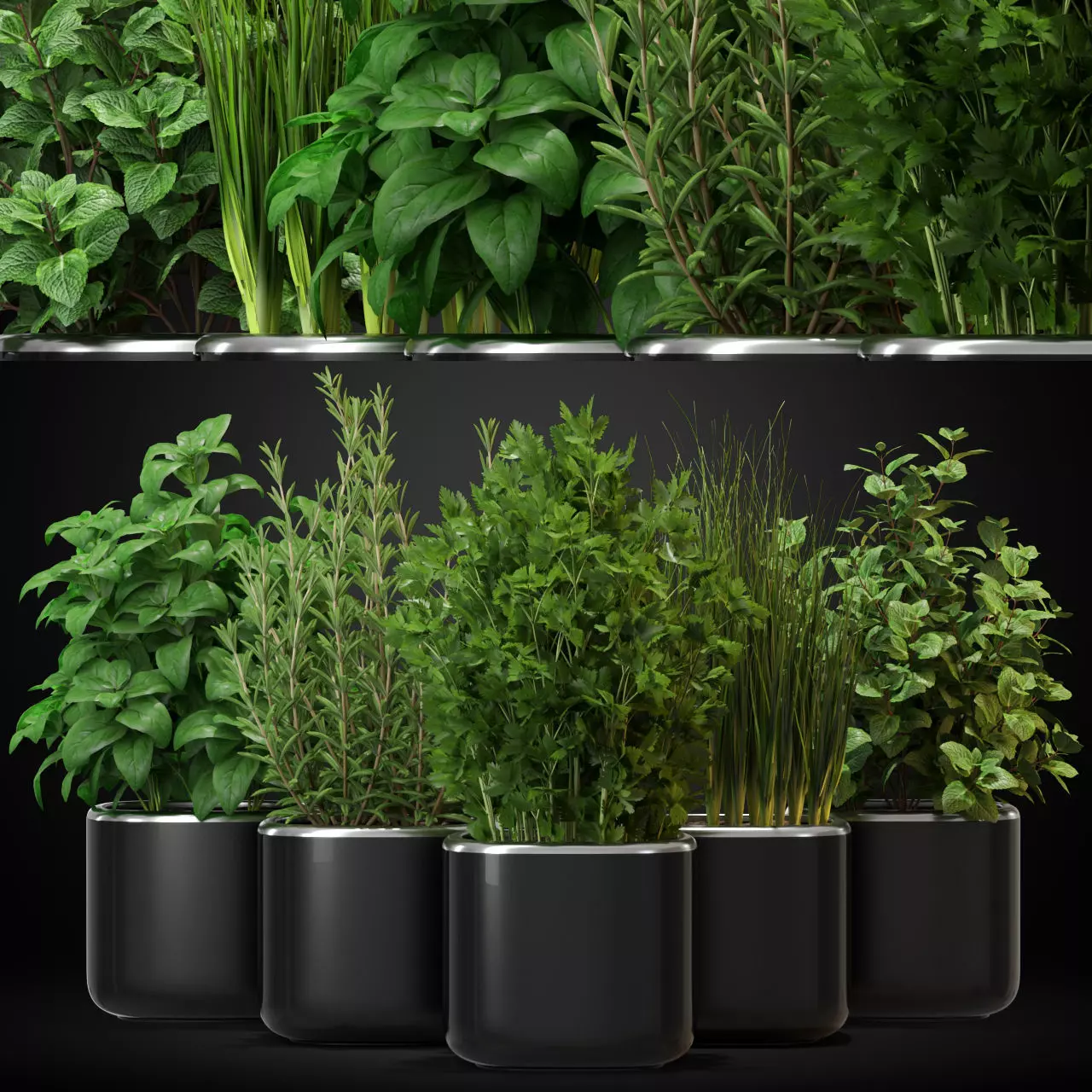 Plants collection 261 3D model_0