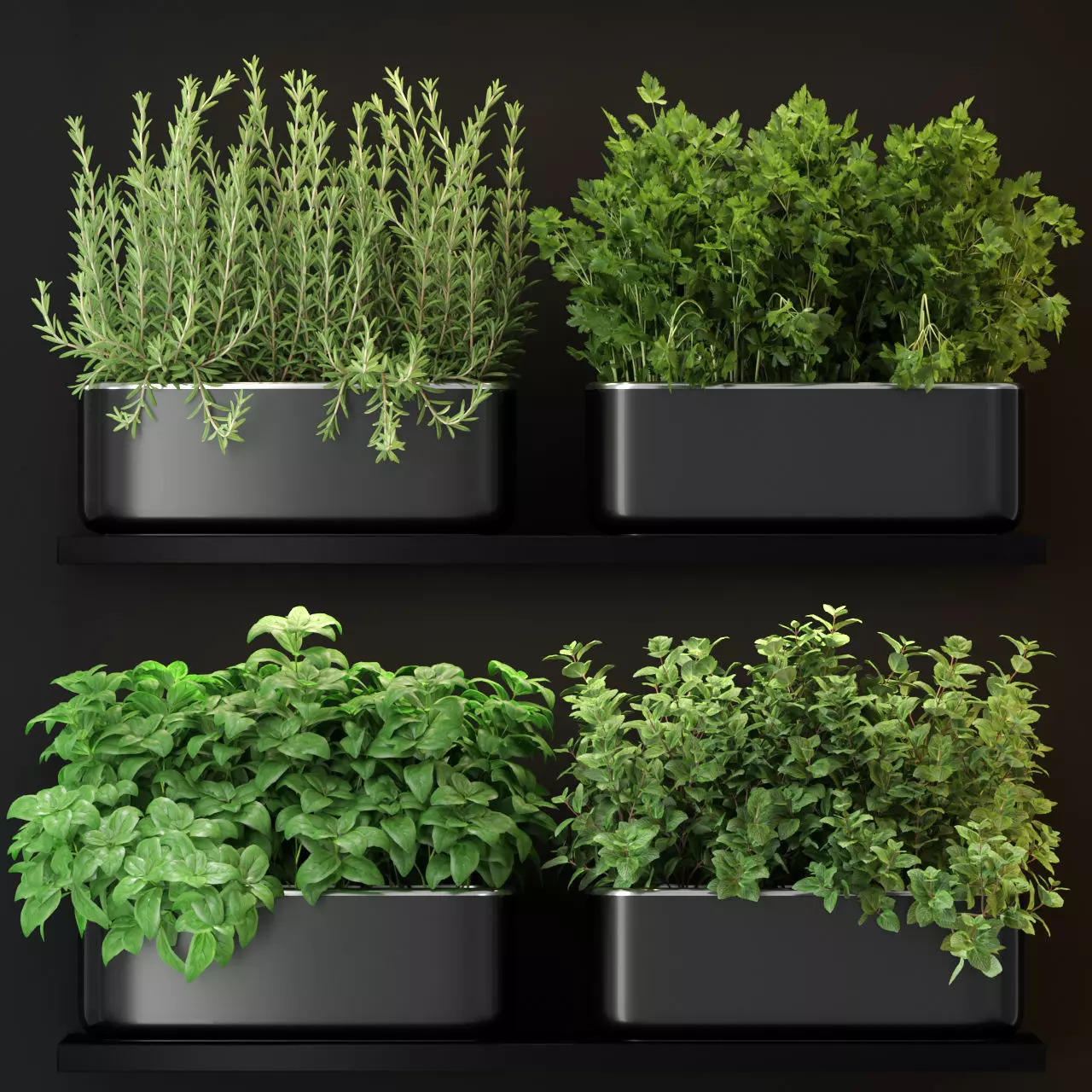 Plants collection 262 3D model_0