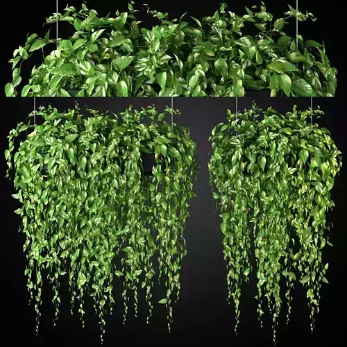 Plants collection 265