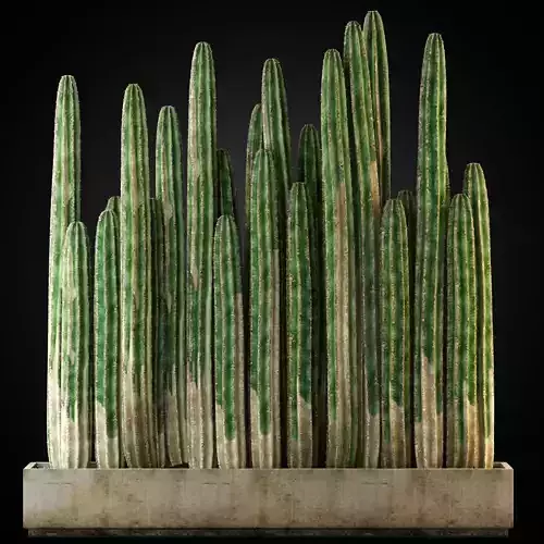 Plants collection 266