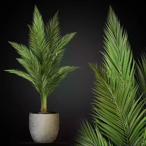 Plants collection 268