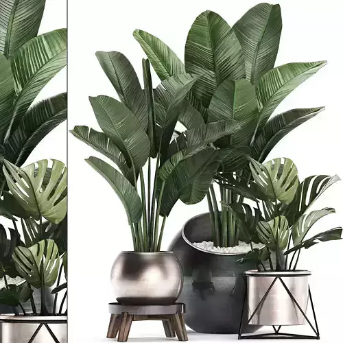 Decorative plants in flower pots for the interior 465