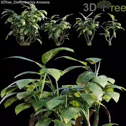 Dieffenbachia Amoena 01