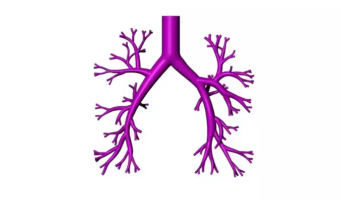 Bronchial tree 3d model for 3d printing CFD and FEA 3D print model