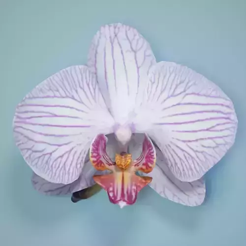 Orchid 1 Low-poly 3D model