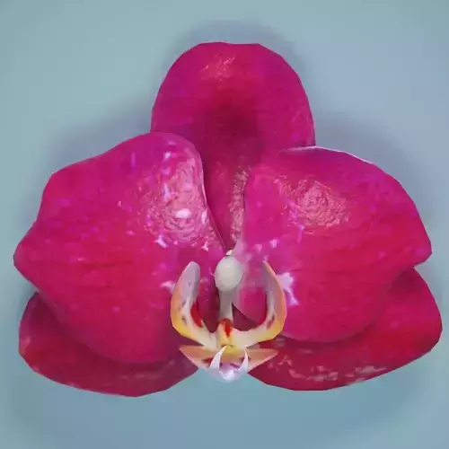 Orchid 2 flower Low-poly 3D model