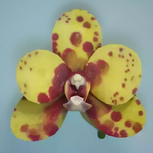 Orchid 4 Low-poly 3D model