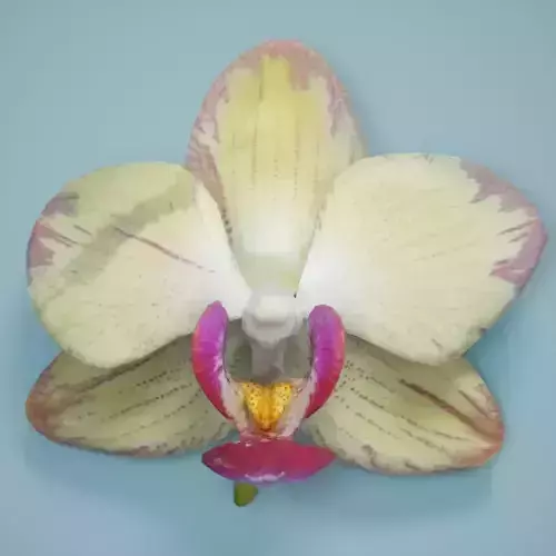 Orchid 5 flower Low-poly 3D model