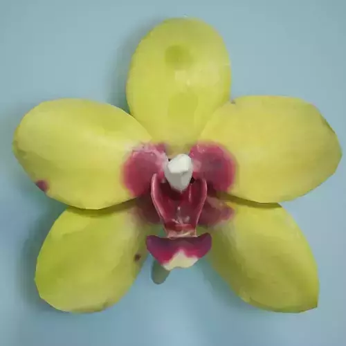 Orchid 6 Low-poly 3D model
