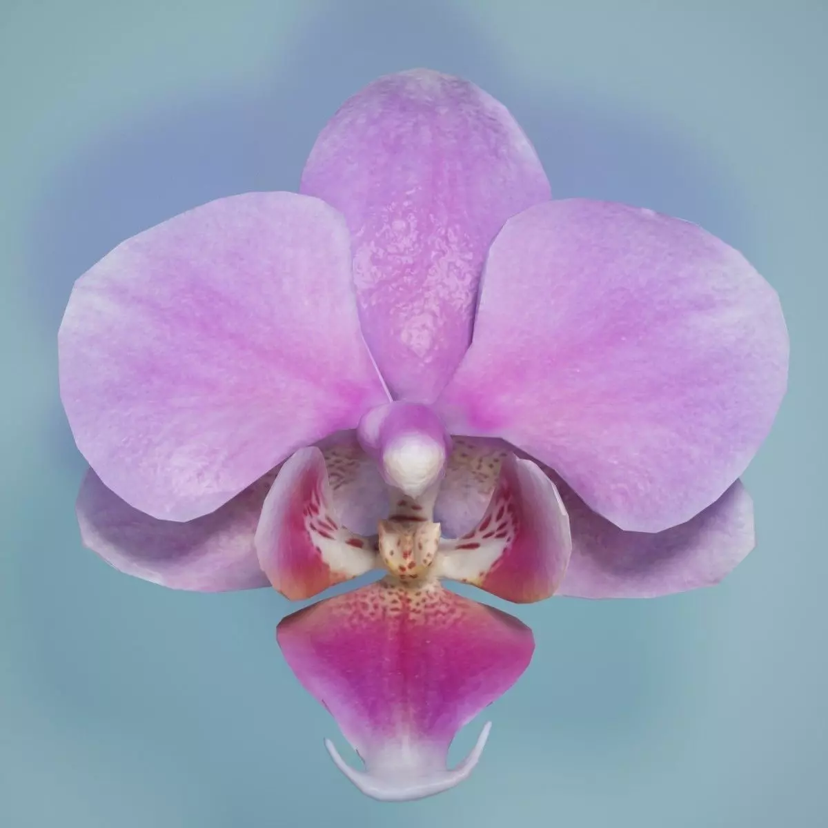 Orchid 7 flower Low-poly 3D model