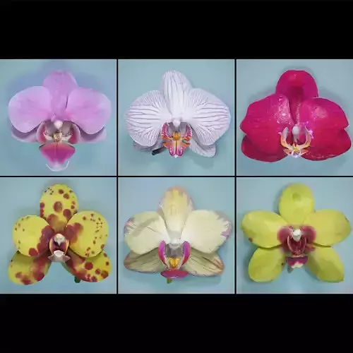 6 Orchids Flowers Low-poly 3D model
