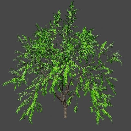 Sampling tree 11 Low-poly 3D model
