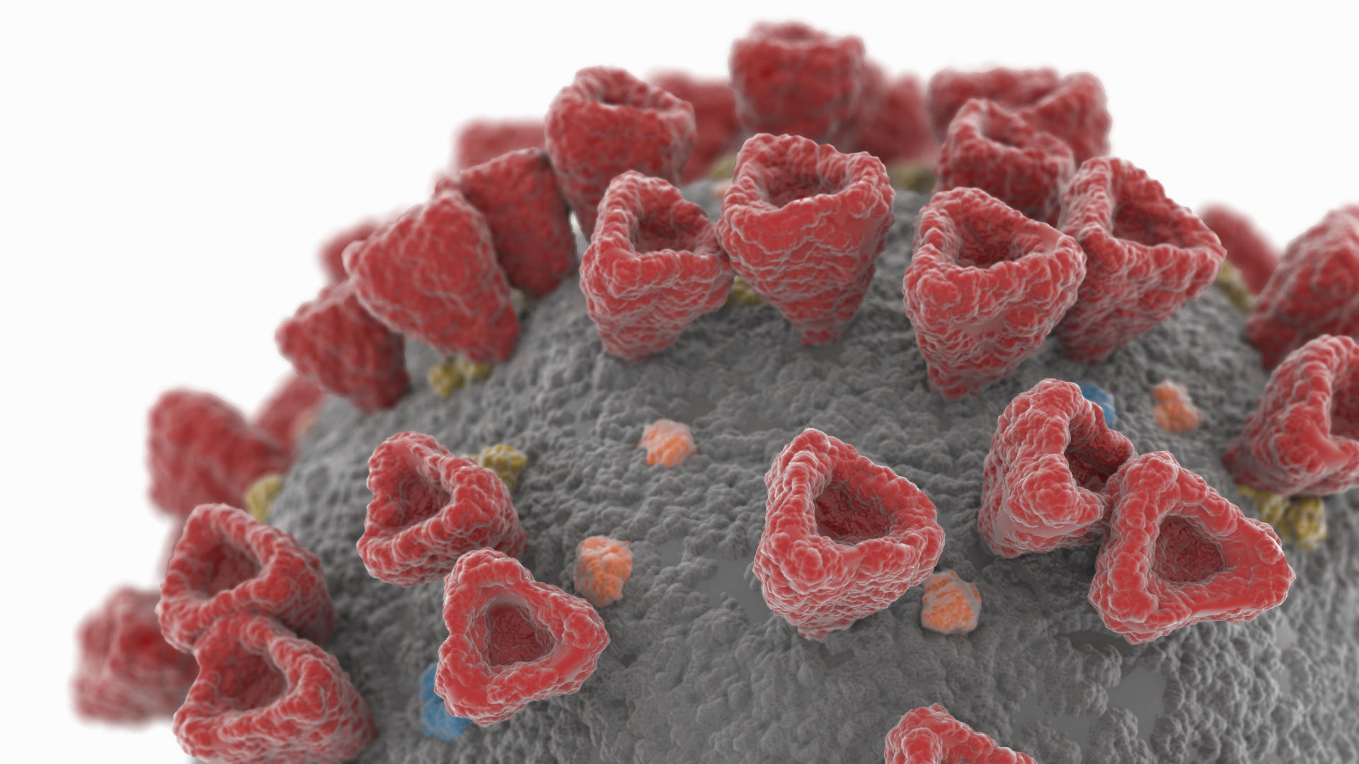 Coronavirus 2019-nCoV SARS-CoV-2 Covid-19 Low-poly 3D model_1
