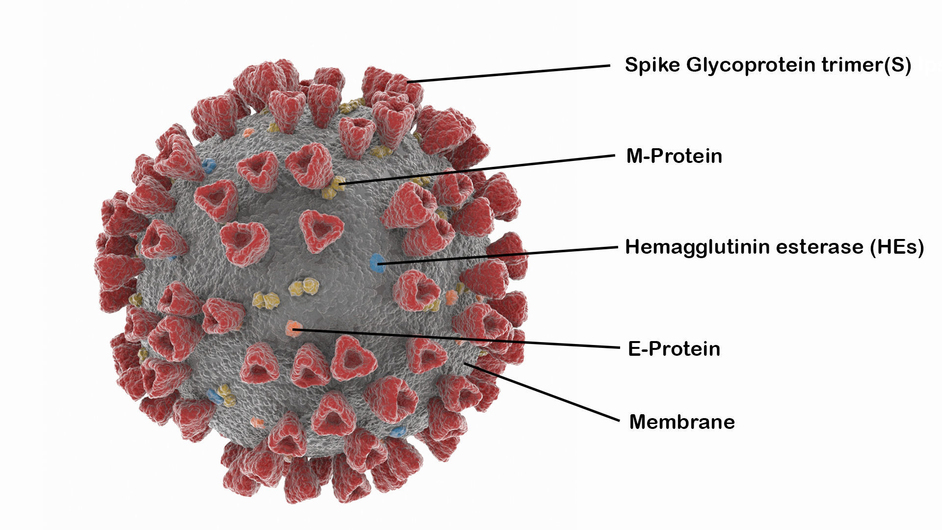 Coronavirus 2019-nCoV SARS-CoV-2 Covid-19 Low-poly 3D model_5